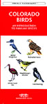 COLORADO BIRDS. 
